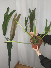 Philodendron Spiritus Sancti Adult
