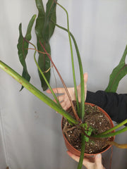 Philodendron Spiritus Sancti Adult