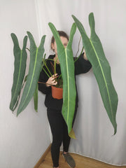 Philodendron Spiritus Sancti Adult