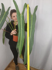 Philodendron Spiritus Sancti Adult