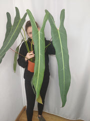 Philodendron Spiritus Sancti Adult