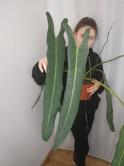 Philodendron Spiritus Sancti Adult