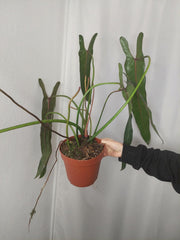 Philodendron Spiritus Sancti Adult