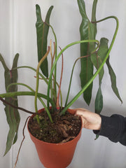 Philodendron Spiritus Sancti Adult