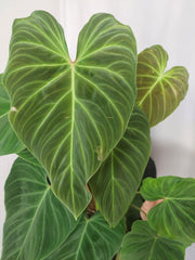 Philodendron Splendid buschig