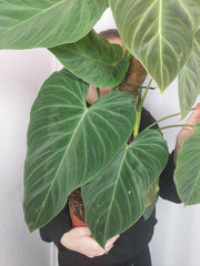 Philodendron Splendid buschig