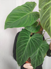 Philodendron Splendid buschig