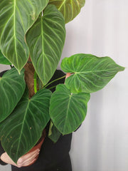 Philodendron Splendid buschig