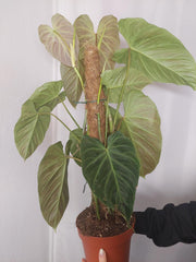 Philodendron Splendid buschig