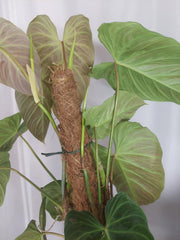 Philodendron Splendid buschig