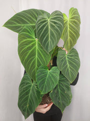 Philodendron Splendid buschig