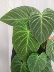 Philodendron Splendid buschig