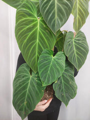 Philodendron Splendid buschig