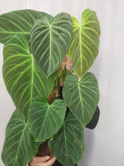 Philodendron Splendid buschig