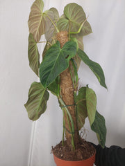 Philodendron Splendid buschig