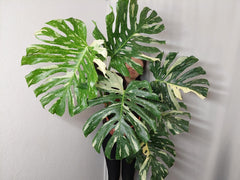 Monstera Thai Constellation XXL
