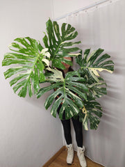 Monstera Thai Constellation XXL