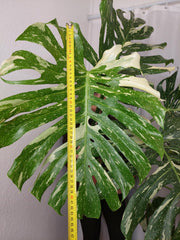 Monstera Thai Constellation XXL