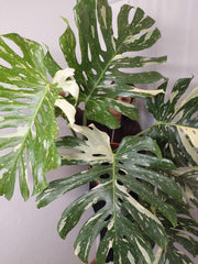 Monstera Thai Constellation XXL