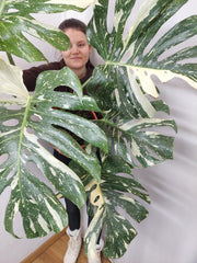 Monstera Thai Constellation XXL