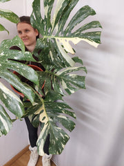 Monstera Thai Constellation XXL