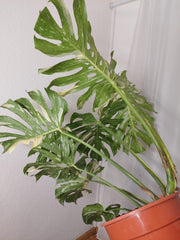 Monstera Thai Constellation XXL