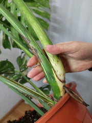 Monstera Thai Constellation XXL