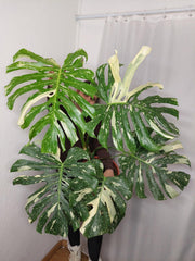 Monstera Thai Constellation XXL