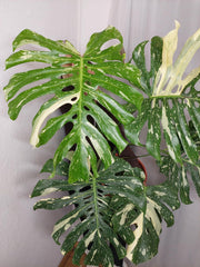 Monstera Thai Constellation XXL