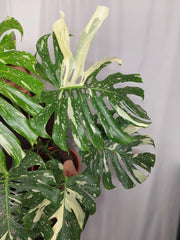 Monstera Thai Constellation XXL