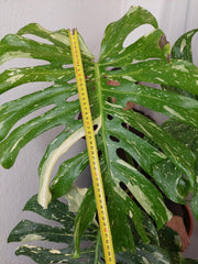 Monstera Thai Constellation XXL