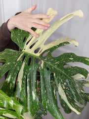 Monstera Thai Constellation XXL