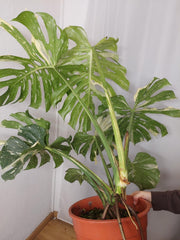 Monstera Thai Constellation XXL