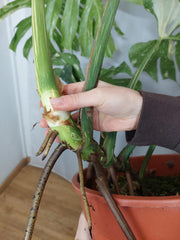 Monstera Thai Constellation XXL
