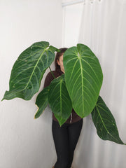 Anthurium Warocqueanum x Waterburyanum