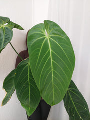 Anthurium Warocqueanum x Waterburyanum