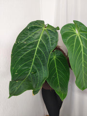 Anthurium Warocqueanum x Waterburyanum