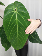 Anthurium Warocqueanum x Waterburyanum