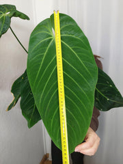 Anthurium Warocqueanum x Waterburyanum