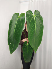 Anthurium Warocqueanum x Waterburyanum