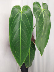 Anthurium Warocqueanum x Waterburyanum