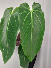 Anthurium Warocqueanum x Waterburyanum