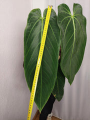 Anthurium Warocqueanum x Waterburyanum