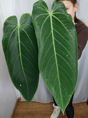 Anthurium Warocqueanum x Waterburyanum