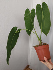 Anthurium Warocqueanum x Waterburyanum