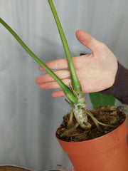 Anthurium Warocqueanum x Waterburyanum