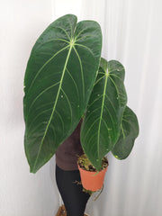 Anthurium Warocqueanum x Waterburyanum