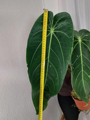 Anthurium Warocqueanum x Waterburyanum