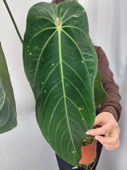 Anthurium Warocqueanum x Waterburyanum