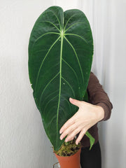 Anthurium Warocqueanum x Waterburyanum